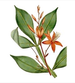 Quassia amara Bitterwood, Amargo Bark Quassia amara Bitterwood, Amargo Bark